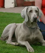 Photo of the Weimaraner lying on grass