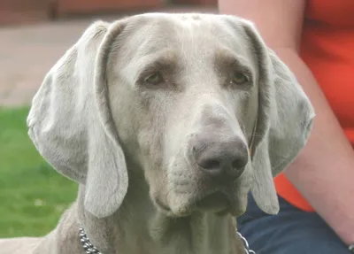 Close-up photo of the Weimaraner's head