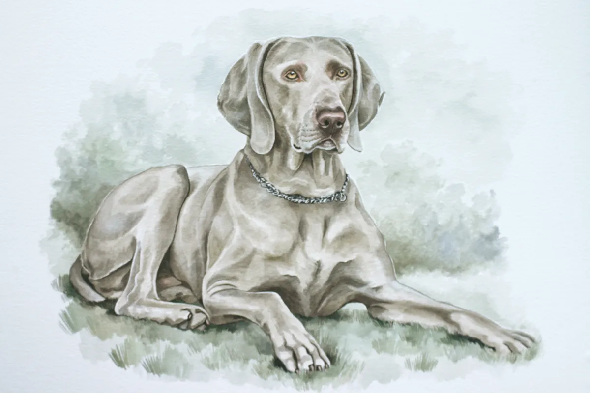 Watercolour portrait of a grey Weimaraner lying on grass
