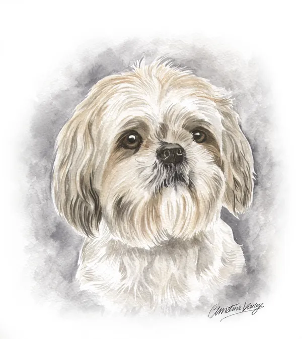 Watercolour portrait of a fluffy cream Shih Tzu