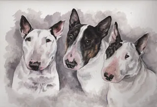 Watercolour portrait of three English Bull Terriers' heads together, two white and one black and white
