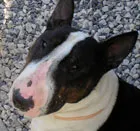 Close-up photo of a black and white English Bull Terrier