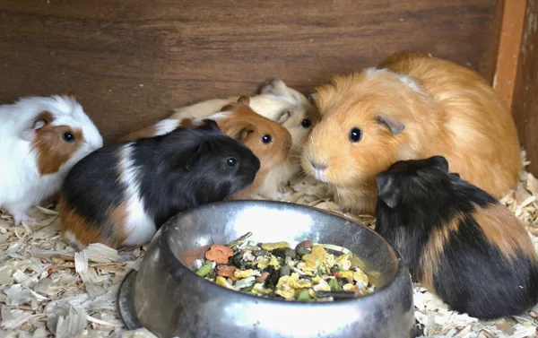 A mother guinea pig with her babies around a food bowl