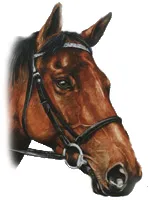 Horse Portrait