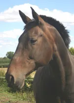 Photo of the dark bay horse in a field