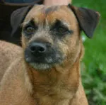 Photo of the Border Terrier