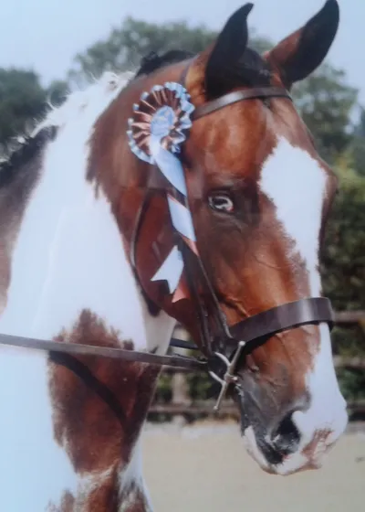 Photo of the skewbald horse wearing a rosette