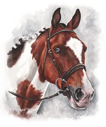 Watercolour portrait of a brown and white skewbald horse's head in a bridle