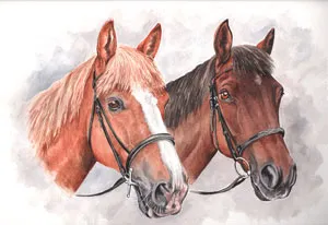 Watercolour portrait of two horses' heads in bridles: a chestnut with a flaxen mane and white blaze, and a bay