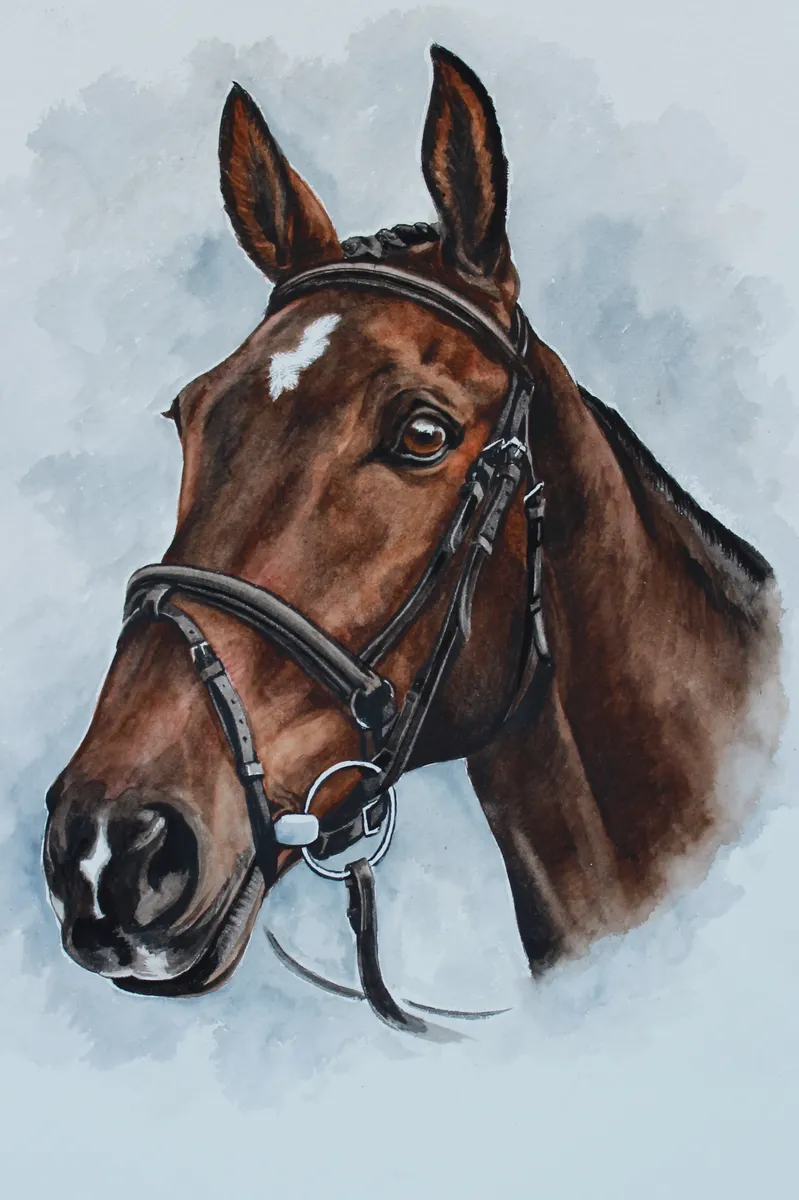 Watercolour portrait of a dark bay horse with a white star, in a bridle