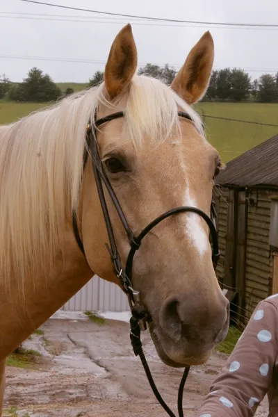Photo of the chestnut horse with a flaxen mane, in a bridle