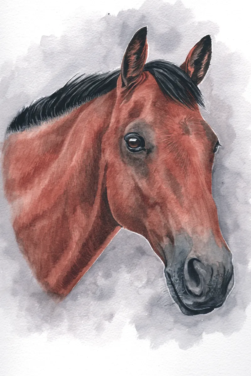 Watercolour portrait of a bay horse's head without a head collar
