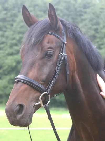 Photo of the bay horse in a bridle, at a show