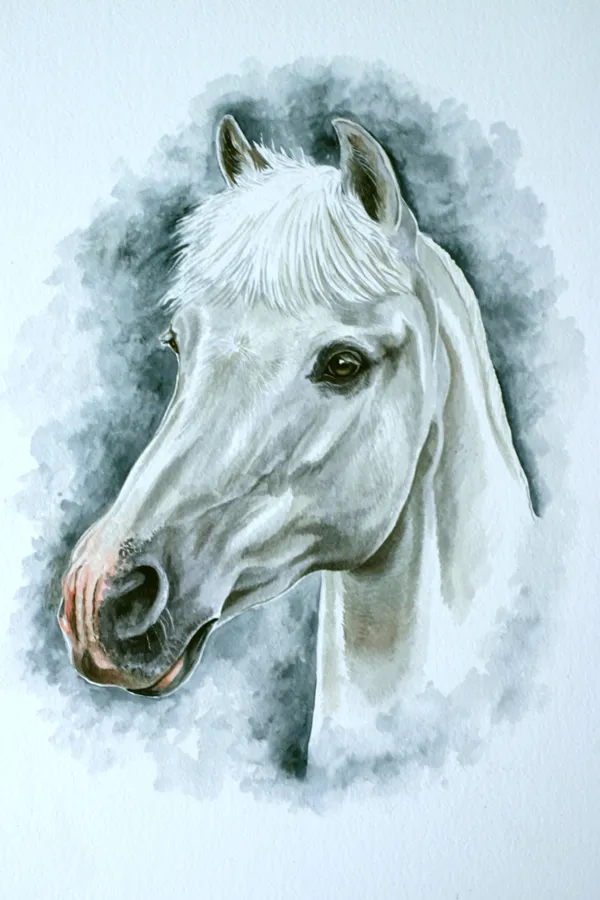 Watercolour portrait of a grey horse's head