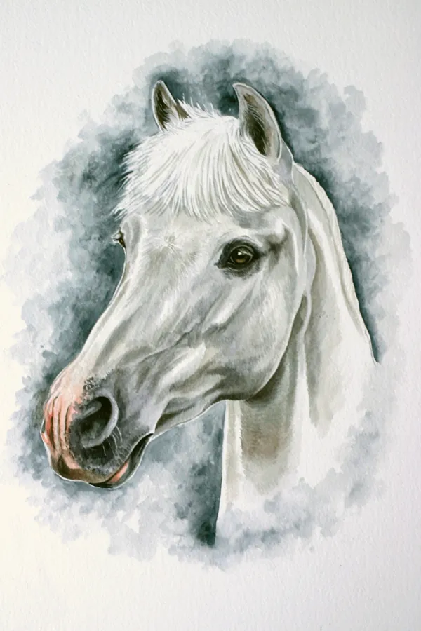 Watercolour portrait of a grey horse's head