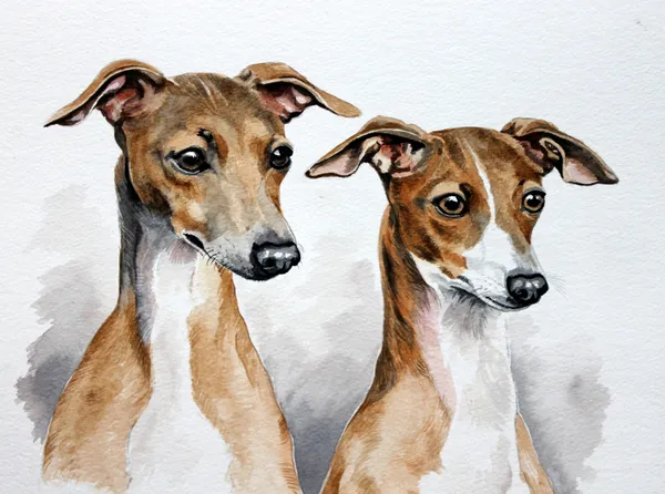 Watercolour portrait of two fawn and white Italian Greyhounds