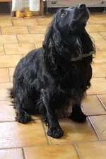 A black cocker spaniel sitting on a tiled floor, looking up
