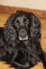 Close-up of the same cocker spaniel's head