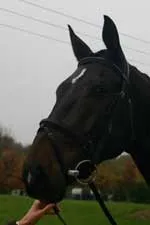 A dark horse's head photographed in dull light, with little detail visible