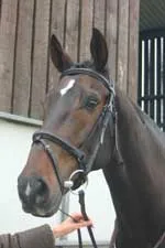 A bay horse in a bridle photographed in good light, ears forward