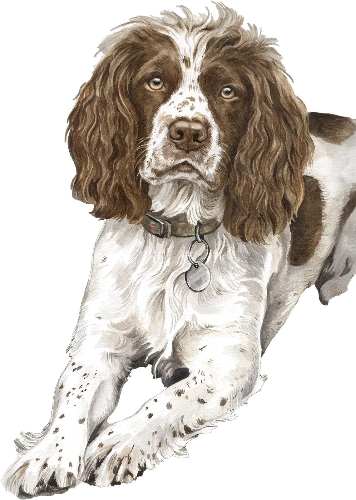 Watercolour springer spaniel called Molly
