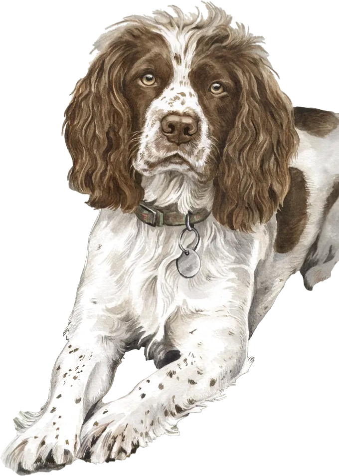 Watercolour springer spaniel called Molly
