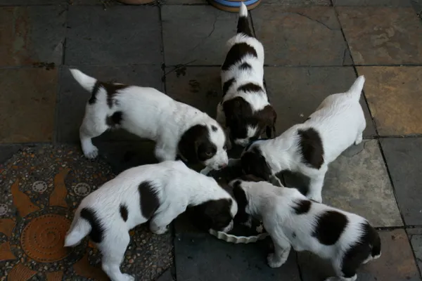 Springer spaniel puppies gathered round a bowl, eating