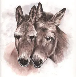 Watercolour portrait of two donkeys' heads side by side