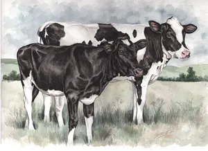 Watercolour painting of two black and white cows in a field