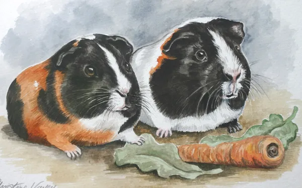 Watercolour portrait of two black, white and ginger guinea pigs beside a carrot