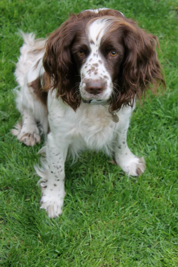 A springer spaniel photographed from above, looking up at the camera