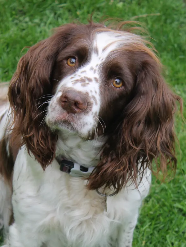 The same spaniel photographed at its own level, head slightly turned