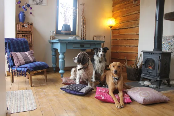 Three dogs resting on cushions by the wood burner in the studio