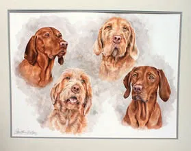 Watercolour portrait of four Vizslas' heads: two smooth red-gold Vizslas and two wire-haired Vizslas