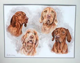 Watercolour portrait of four Vizslas' heads: two smooth red-gold Vizslas and two wire-haired Vizslas