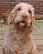 Photo of the other wire-haired Vizsla, with its tongue out