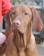 Photo of the other smooth-coated Vizsla