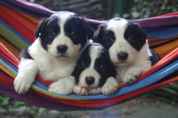 Three border collie puppies peeping over the edge of a striped hammock