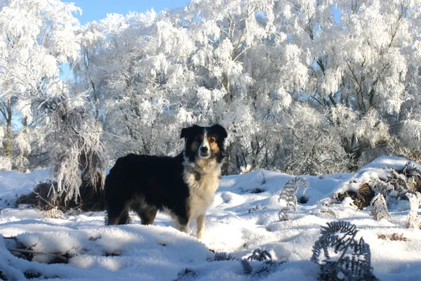 Wolfie, a border collie, standing in deep frost under white trees