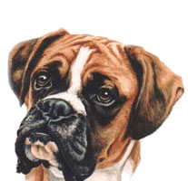 Boxer Dog Portrait