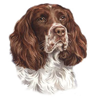 Springer Spaniel Dog Portrait