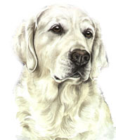 Retriever Watercolour Dog Painting