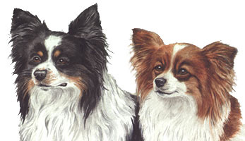 Papillon Dog Picture