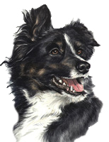 Border Collie Dog Portrait