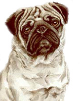 Pug Dog Portrait