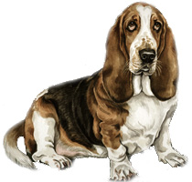 Basset Hound Dog Picture