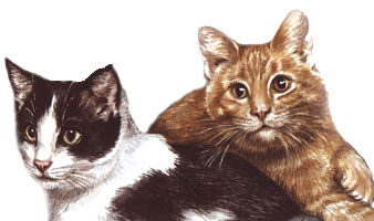 Cat Watercolour Portrait
