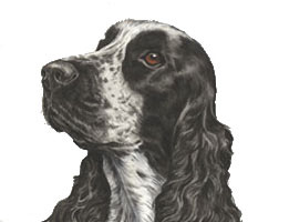 Cocker Spaniel Painting