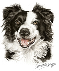 Border Collie Pet Portrait Picture